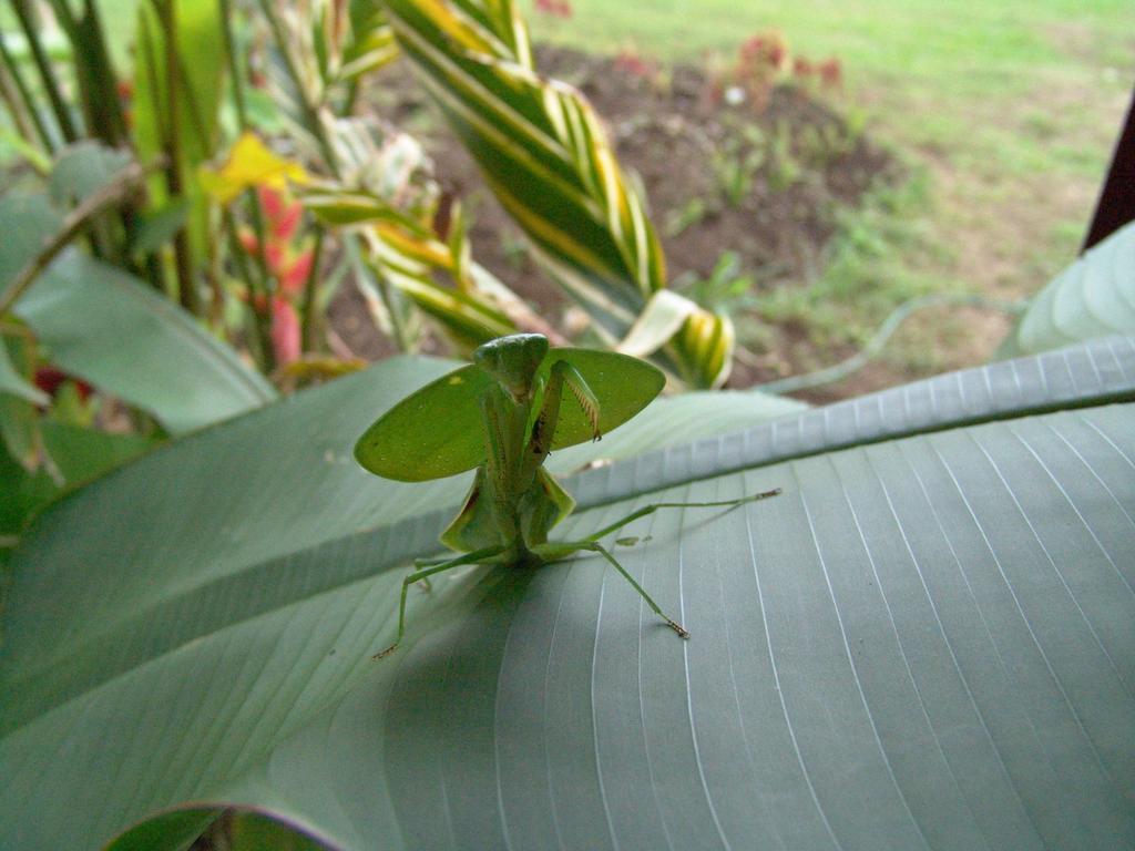 Befox Adventure Hotel La Fortuna Exterior photo
